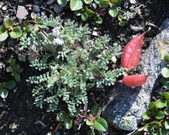 Gray's Point-vetch thumbnail 4