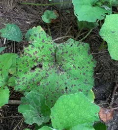 Coltsfoot Leaf Spot thumbnail 3