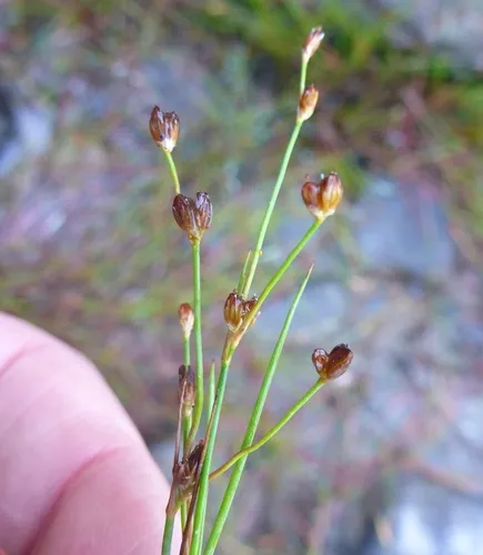 Bulbous Rush