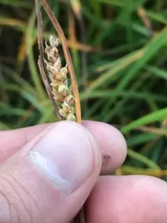 California sedge thumbnail 3