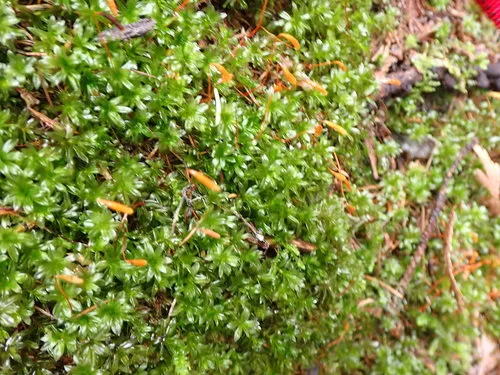 Roell's Moss
