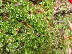 Roell's Moss thumbnail 1
