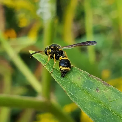 Ancistrocerus campestris