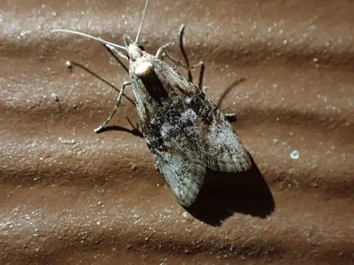 Ellabella editha