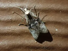 Ellabella editha thumbnail 1