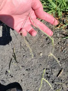 Dallis grass thumbnail 3