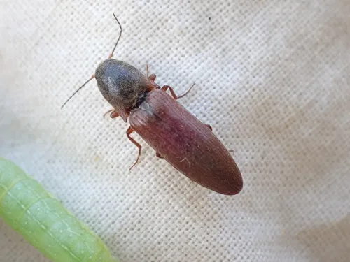 Rusty Click Beetle