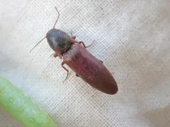 Rusty Click Beetle thumbnail 1