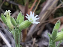 Menzies' Campion thumbnail 2