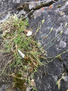 Yukon Stitchwort thumbnail 2