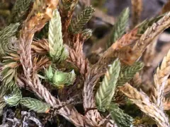 Siberian Spikemoss thumbnail 4