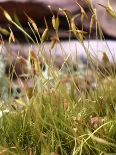 Flexible Cow-hair Moss thumbnail 3