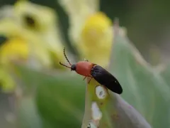 Megapenthes nigriventris thumbnail 1