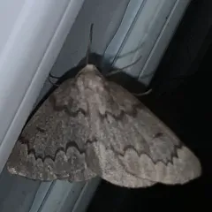 Boreal Pine Looper Moth thumbnail 4