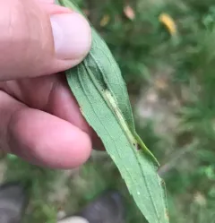 Goldenrod Leafminer thumbnail 3