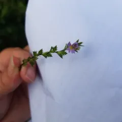 drug eyebright thumbnail 4