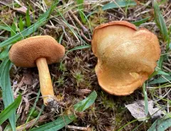 Chalciporus rubinellus thumbnail 1