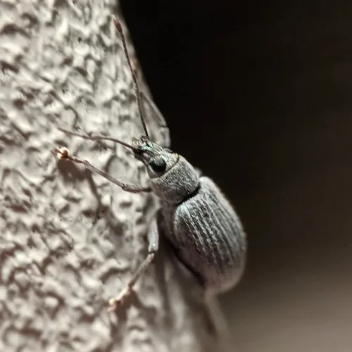 Asian Oak Weevil