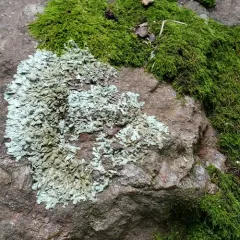 rock greenshield lichen thumbnail 3