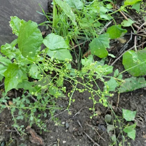Eurasian maple-leaved goosefoot