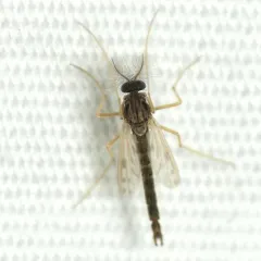 Polypedilum nubifer thumbnail 2