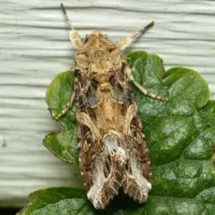 Yellow-striped Armyworm Moth thumbnail 4