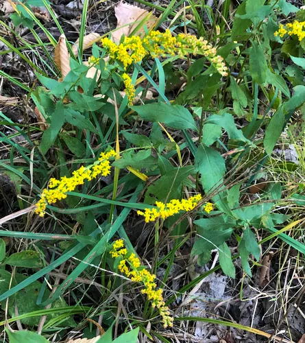 elm-leaved goldenrod