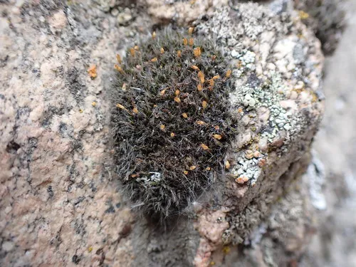 Steppe mouse-moss