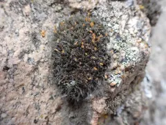 Steppe mouse-moss thumbnail 1