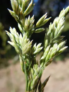 Muttongrass thumbnail 2