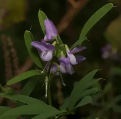 common milkpea thumbnail 3