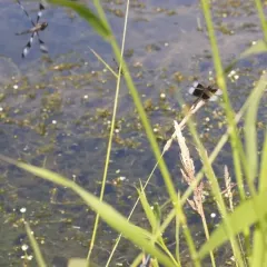 Widow Skimmer thumbnail 4