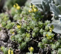 Olympic draba thumbnail 4
