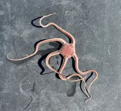 Notched Brittle Star thumbnail 3