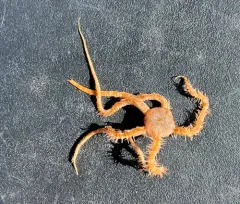 Ophiacantha bidentata thumbnail 2