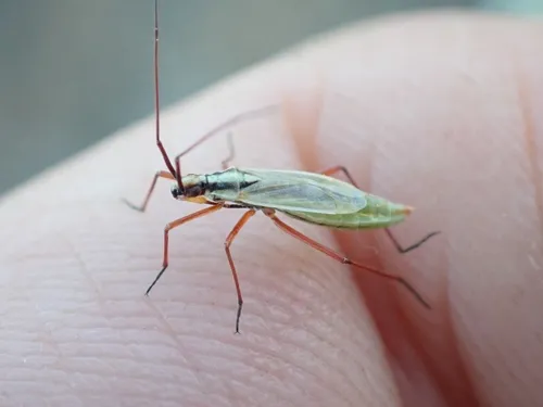 Litomiris curtus