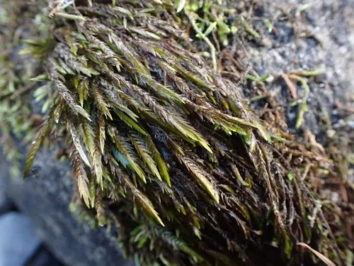 New Mexican fontinalis moss