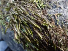 New Mexican fontinalis moss thumbnail 1