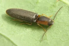 Prickly Click Beetle thumbnail 2