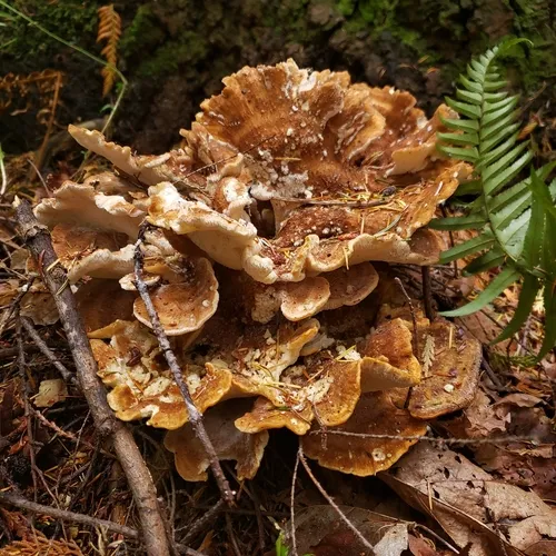 Bondarzewia occidentalis
