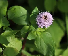 watermint thumbnail 3