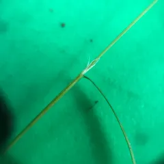 Perennial Bentgrass thumbnail 4