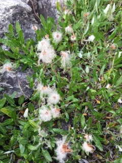 Crenulate-leaved Mountain-Avens thumbnail 2