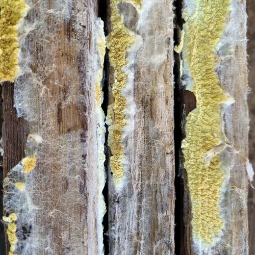 Penttilamyces olivascens