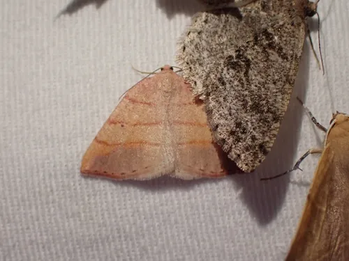 Drepanulatrix carnearia