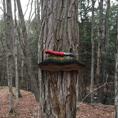 Cracked Cap Polypore