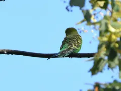 Budgerigar thumbnail 4