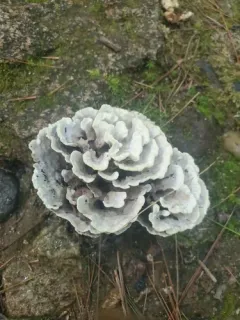 Thelephora vialis thumbnail 2