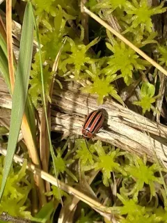 Disonycha latifrons thumbnail 3