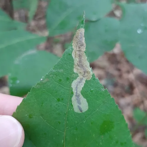 Pecan Leafminer Moth